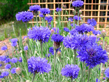 Heirloom Cornflowers - Blue Boy