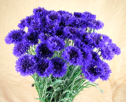 Heirloom Cornflowers - Blue Boy