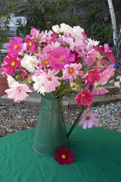 Specialty Cosmos - Dancing Petticoats