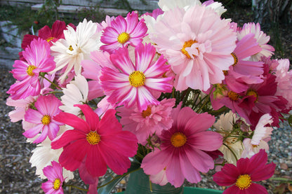 Specialty Cosmos - Dancing Petticoats