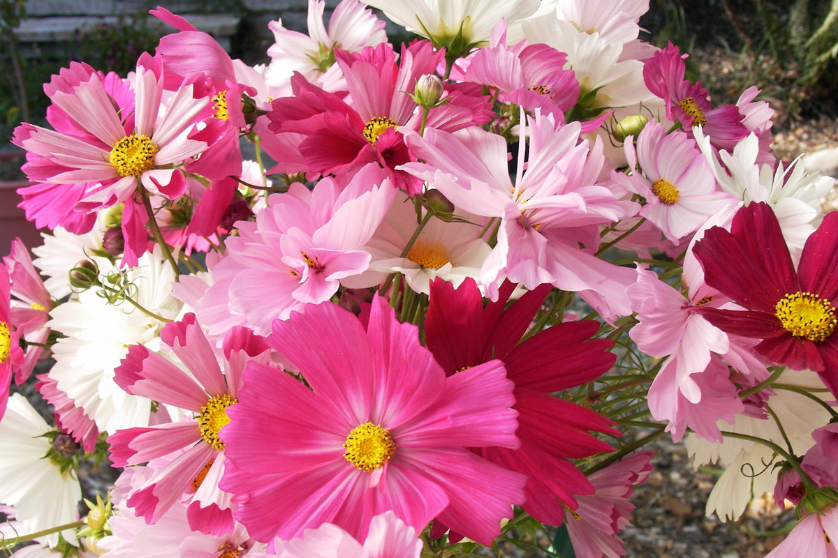 Specialty Cosmos - Dancing Petticoats
