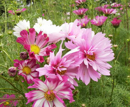 Specialty Cosmos - Dancing Petticoats
