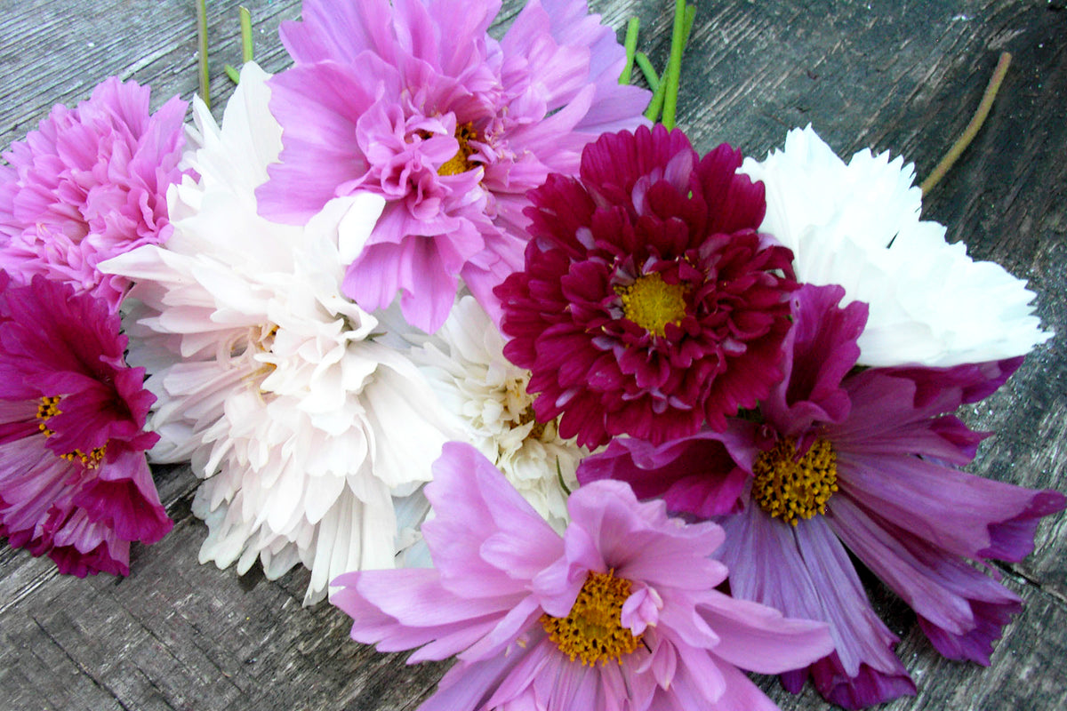 Bouquet Cosmos - Double Click