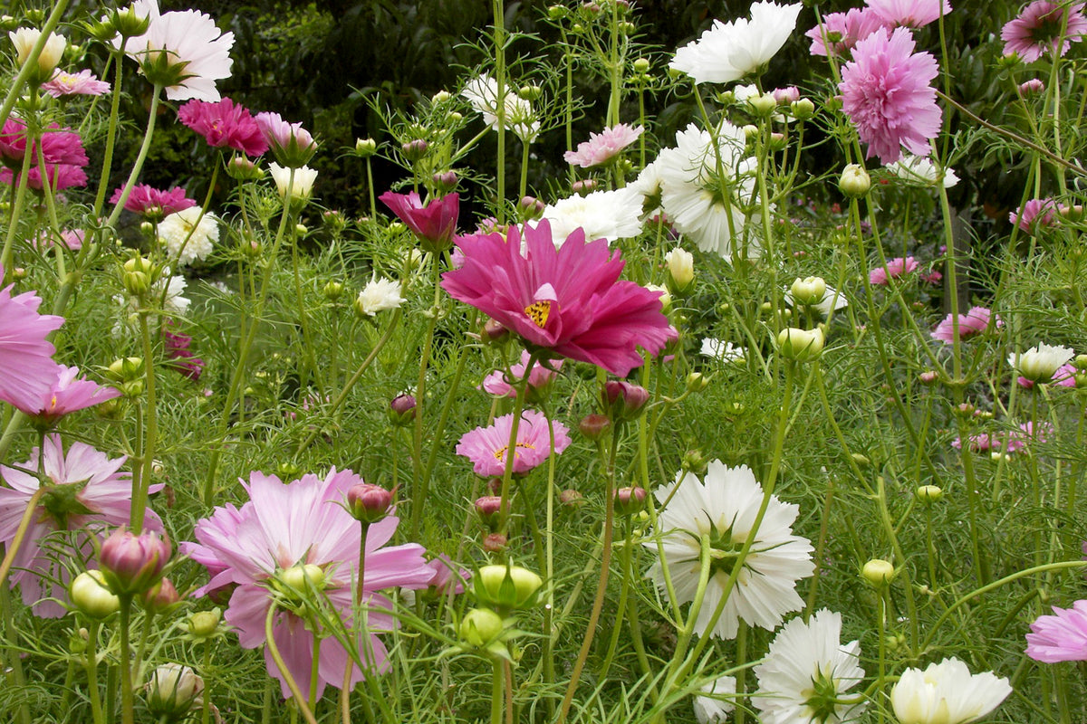 Bouquet Cosmos - Double Click