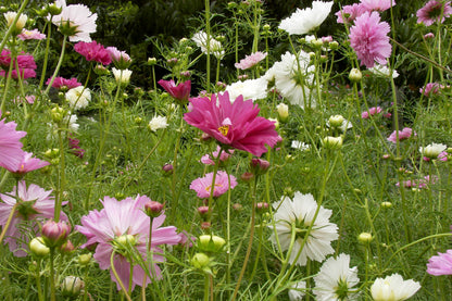 Bouquet Cosmos - Double Click