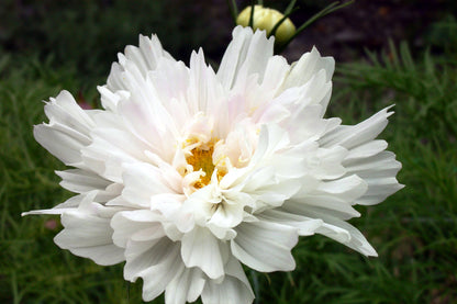 Bouquet Cosmos - Double Click