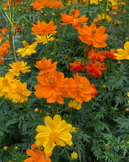Butterfly Cosmos - Little Ladybirds