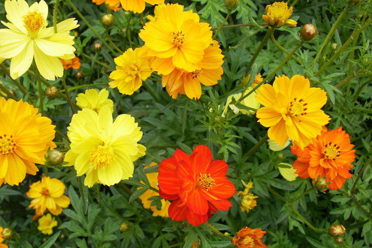 Butterfly Cosmos - Little Ladybirds