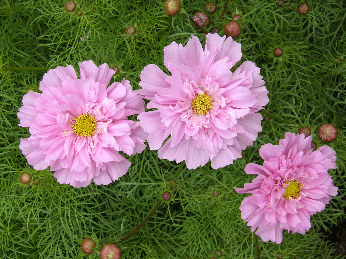 Double Butterfly Cosmos - Rose Bon Bon