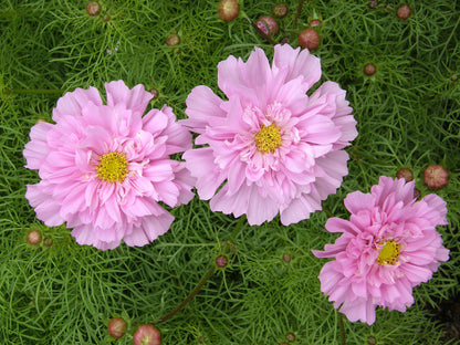 Double Butterfly Cosmos - Rose Bon Bon