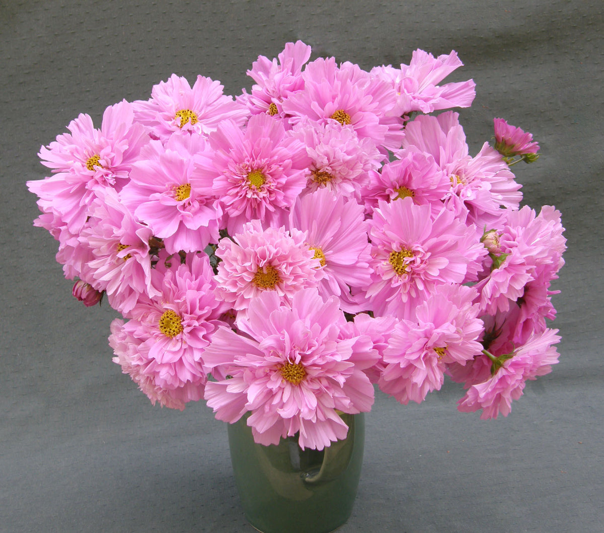 Double Butterfly Cosmos - Rose Bon Bon