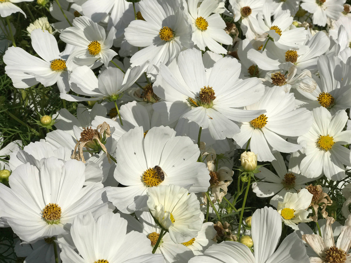 Knee-High White Cosmos - Snow Sonata