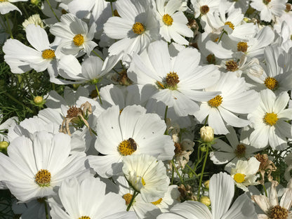 Knee-High White Cosmos - Snow Sonata