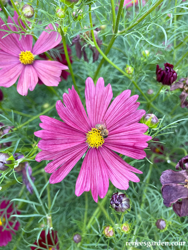 Bouquet Cosmos - Velouette