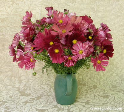 Bouquet Cosmos - Velouette