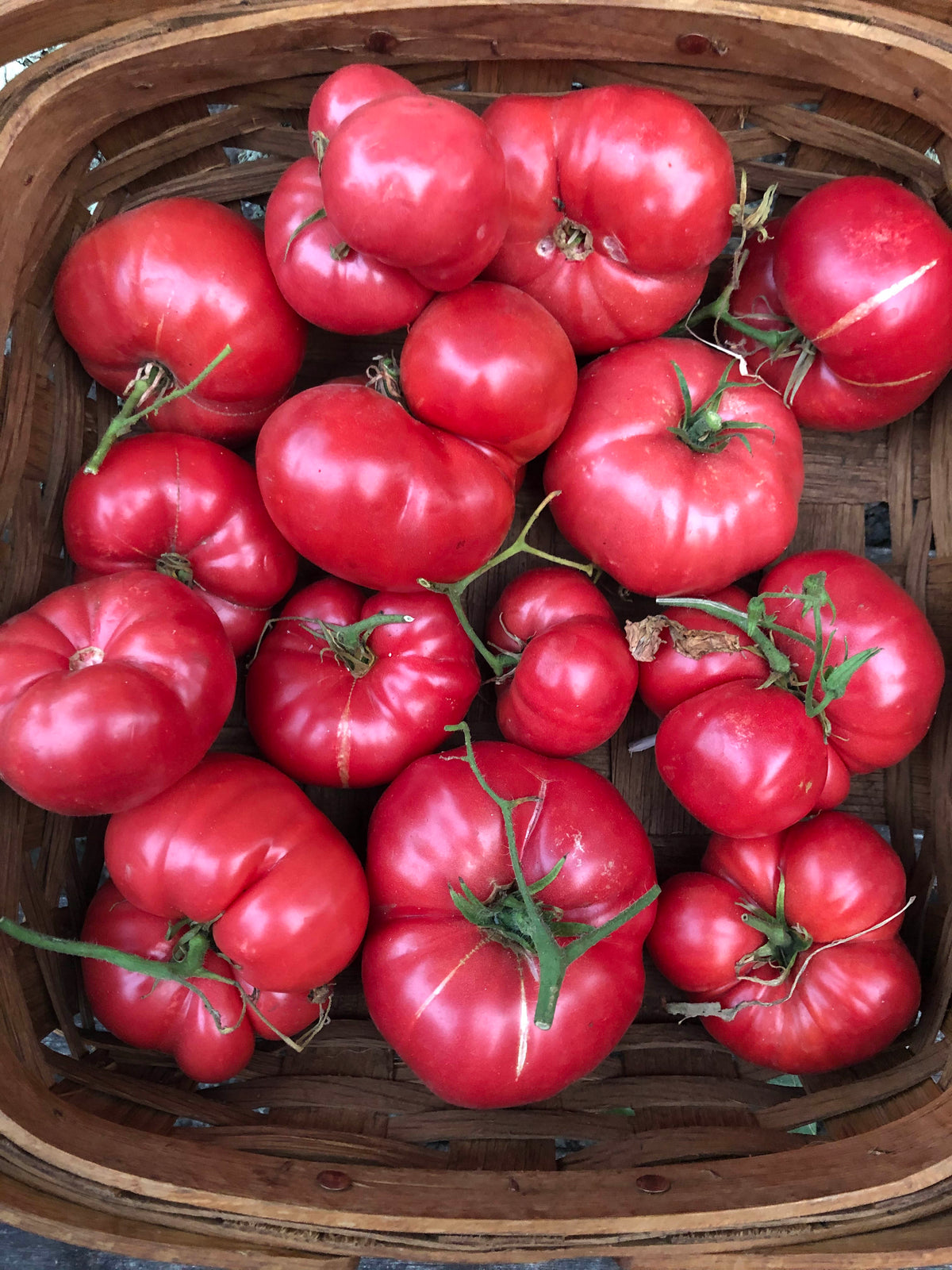 Italian Heirloom Tomato - Costoluto Genovese Organic