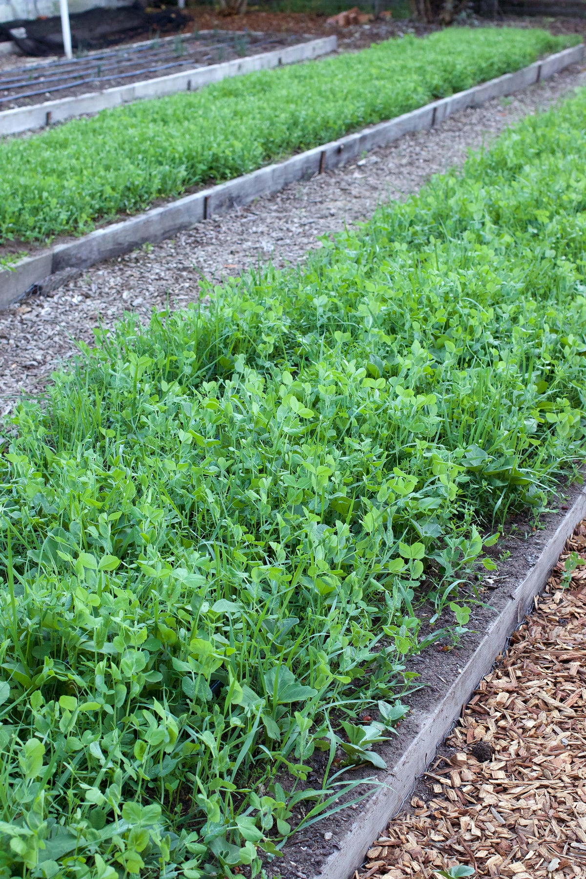 Cover Crop - Green Guardian
