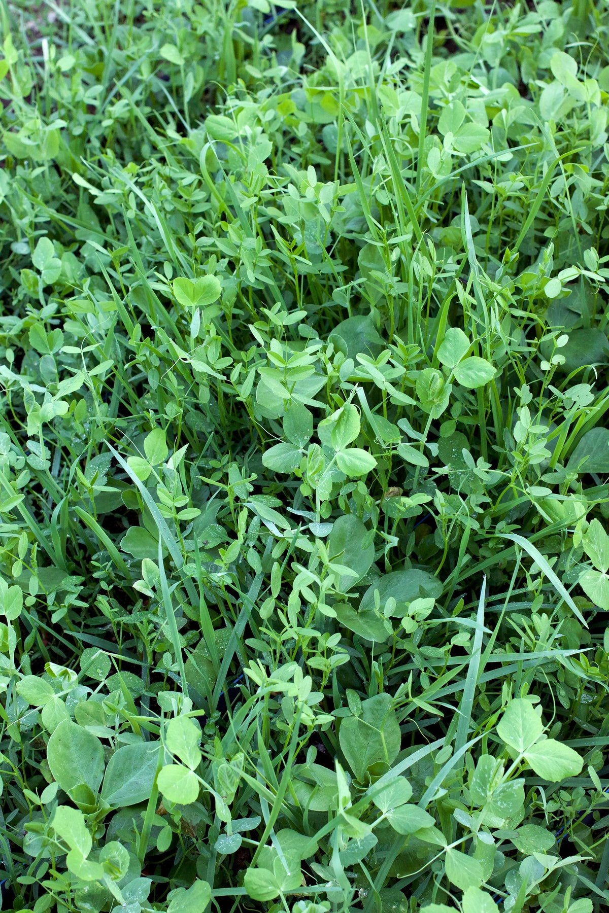 Cover Crop - Green Guardian