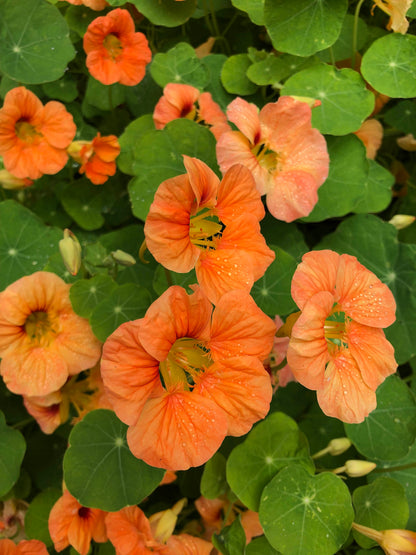 Hummingbird Nasturtiums - Creamsicle