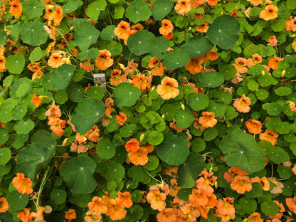Hummingbird Nasturtiums - Creamsicle