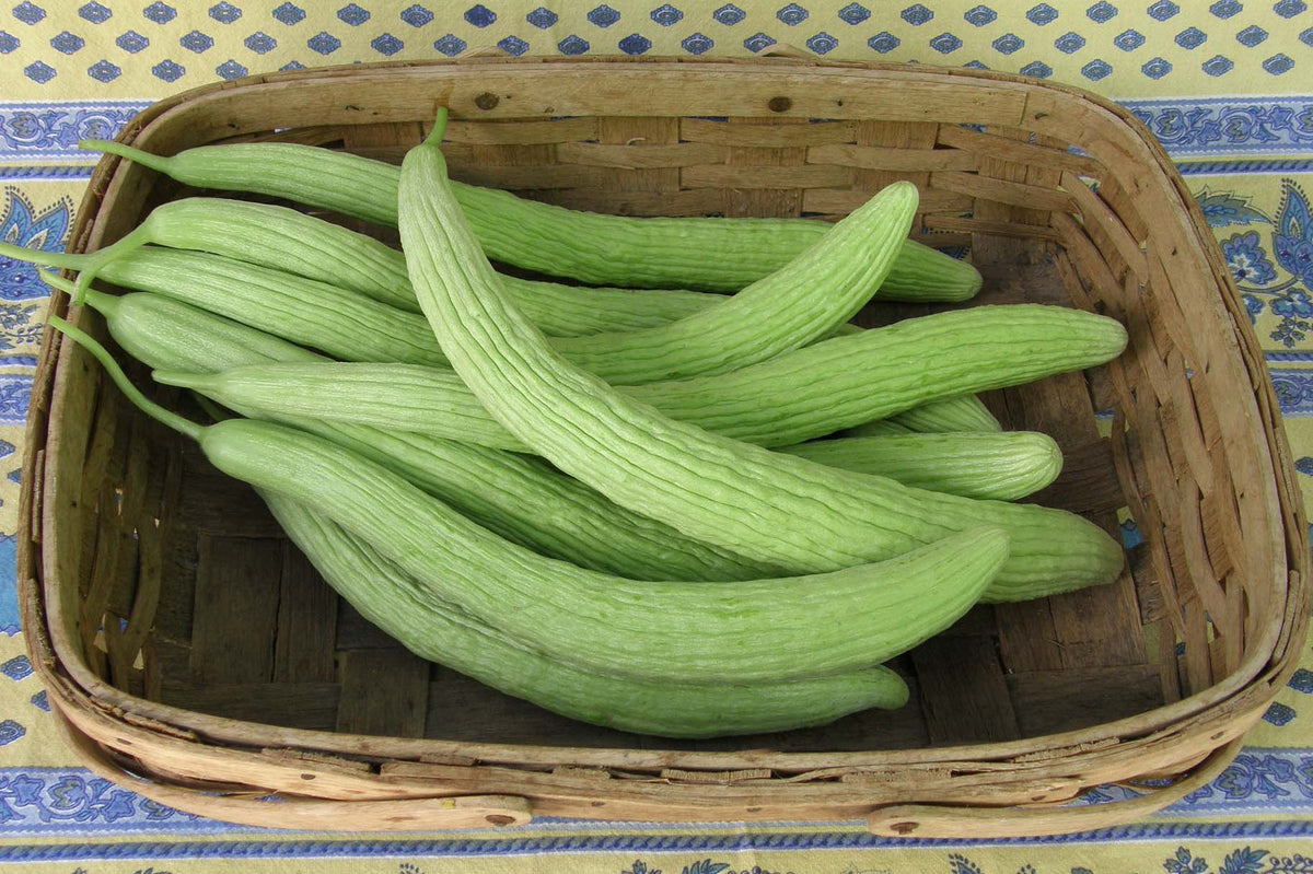 Heirloom Cucumbers - Sweet Armenian