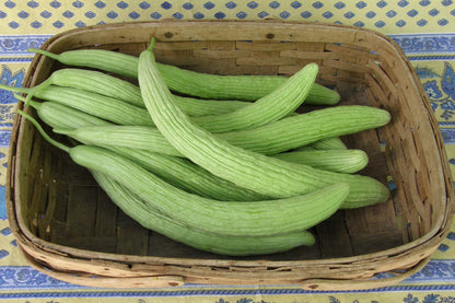 Heirloom Cucumbers - Sweet Armenian