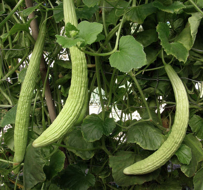 Heirloom Cucumbers - Sweet Armenian
