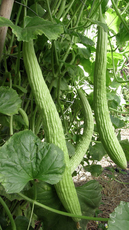Heirloom Cucumbers - Sweet Armenian