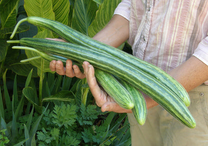 Specialty Cucumber - Painted Serpent
