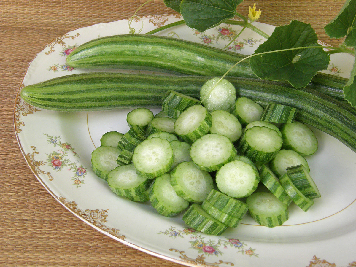 Specialty Cucumber - Painted Serpent