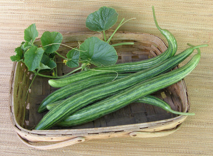 Specialty Cucumber - Painted Serpent