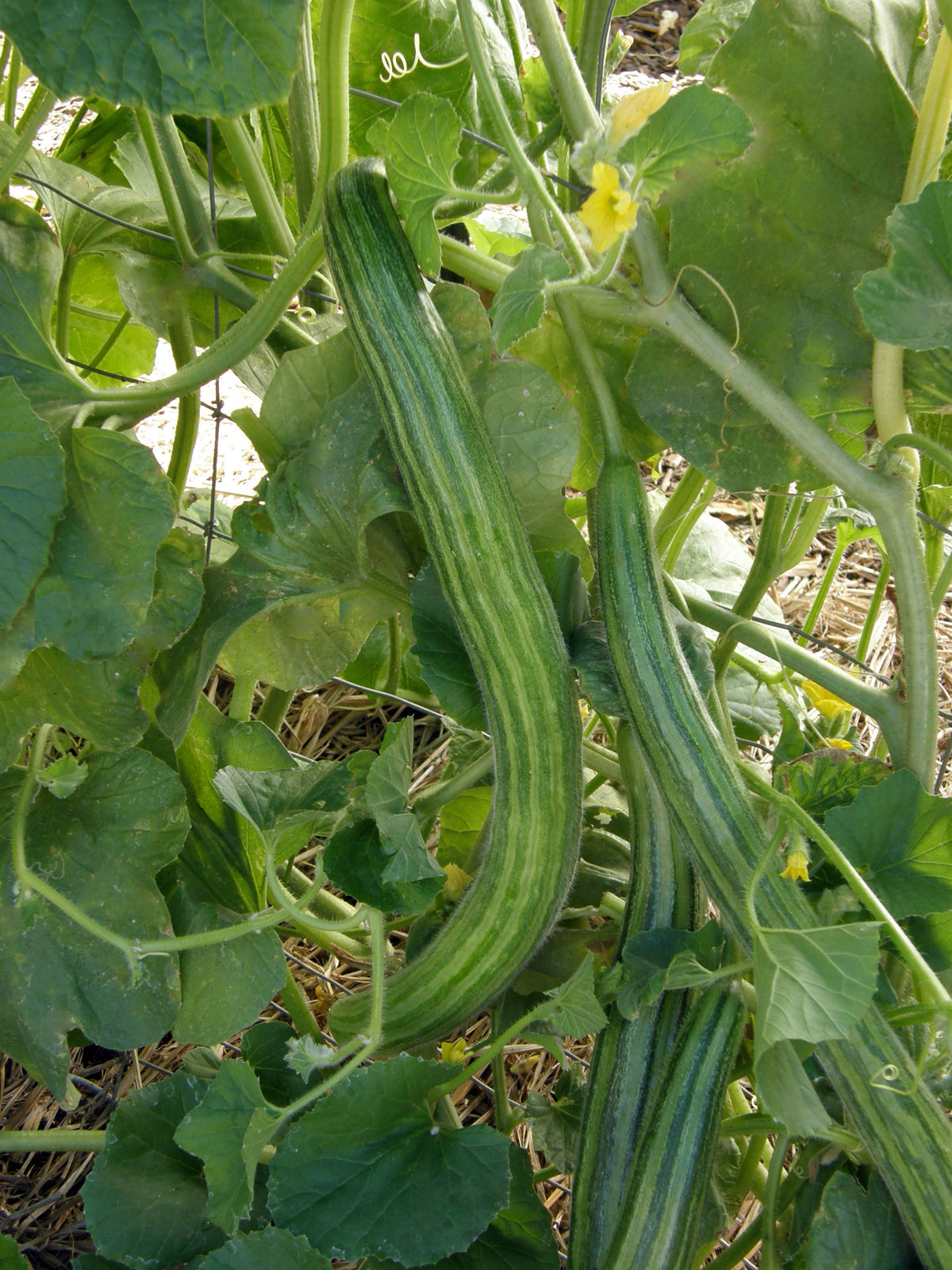 Specialty Cucumber - Painted Serpent