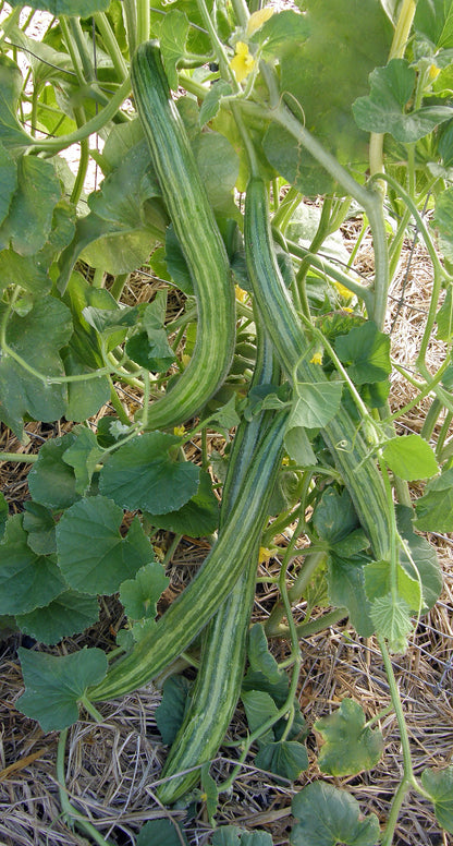 Specialty Cucumber - Painted Serpent