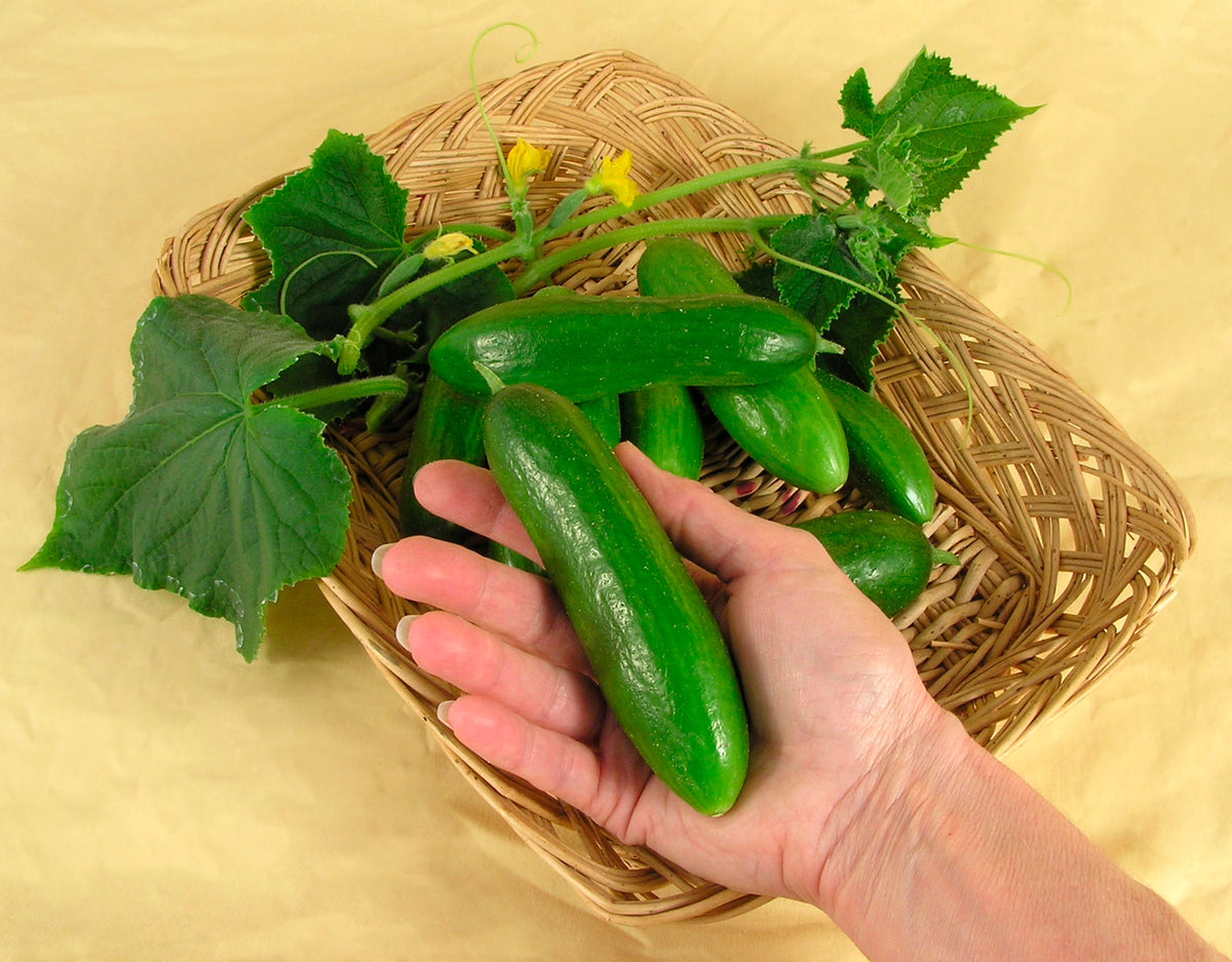 Persian Baby Cucumbers - Green Fingers