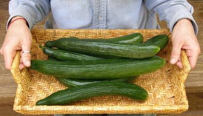 English Cucumber - Chelsea Prize