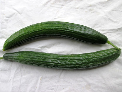 English Cucumber - Chelsea Prize