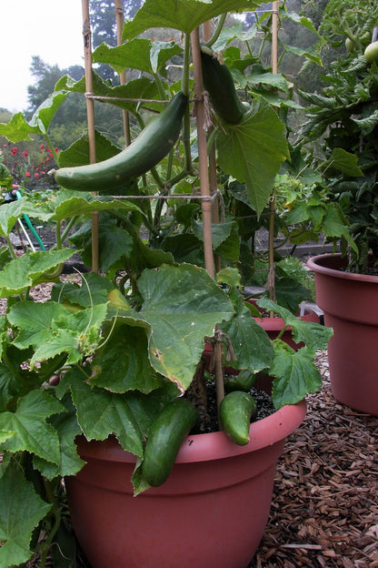 Container Cucumber - Bush Slicer