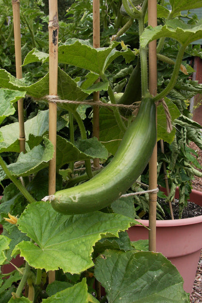 Container Cucumber - Bush Slicer