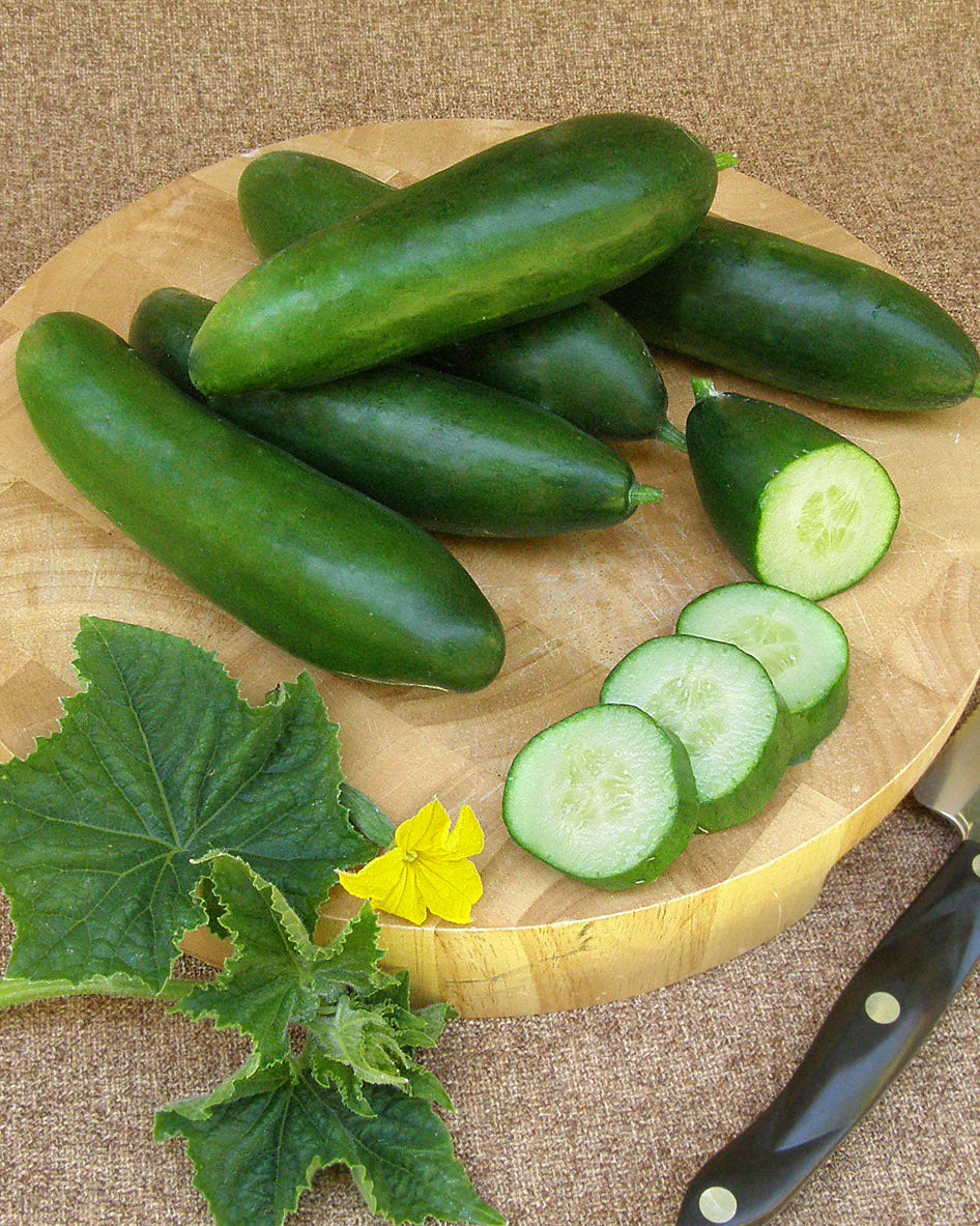 Mediterranean Cucumber - Garden Oasis