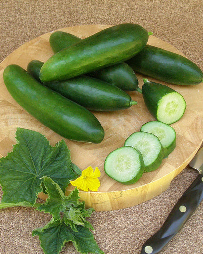 Mediterranean Cucumber - Garden Oasis