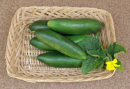Mediterranean Cucumber - Garden Oasis