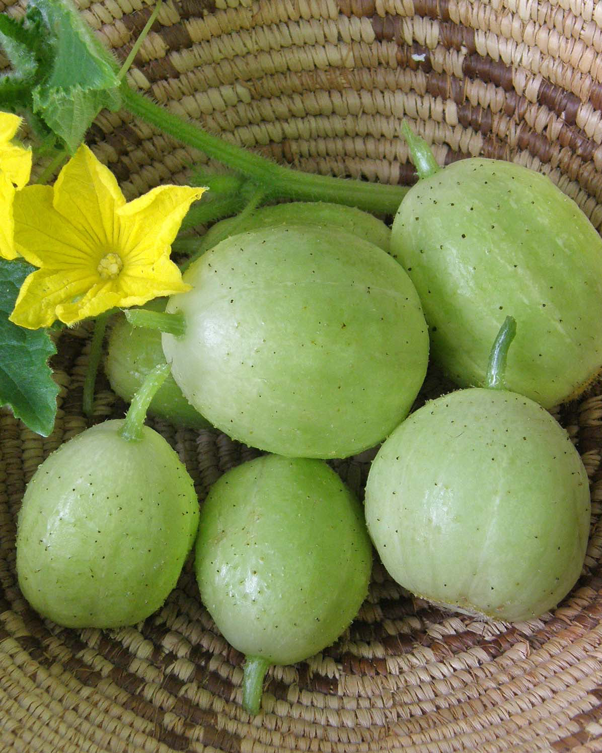 Heirloom Cucumbers - Lemon Cucumbers