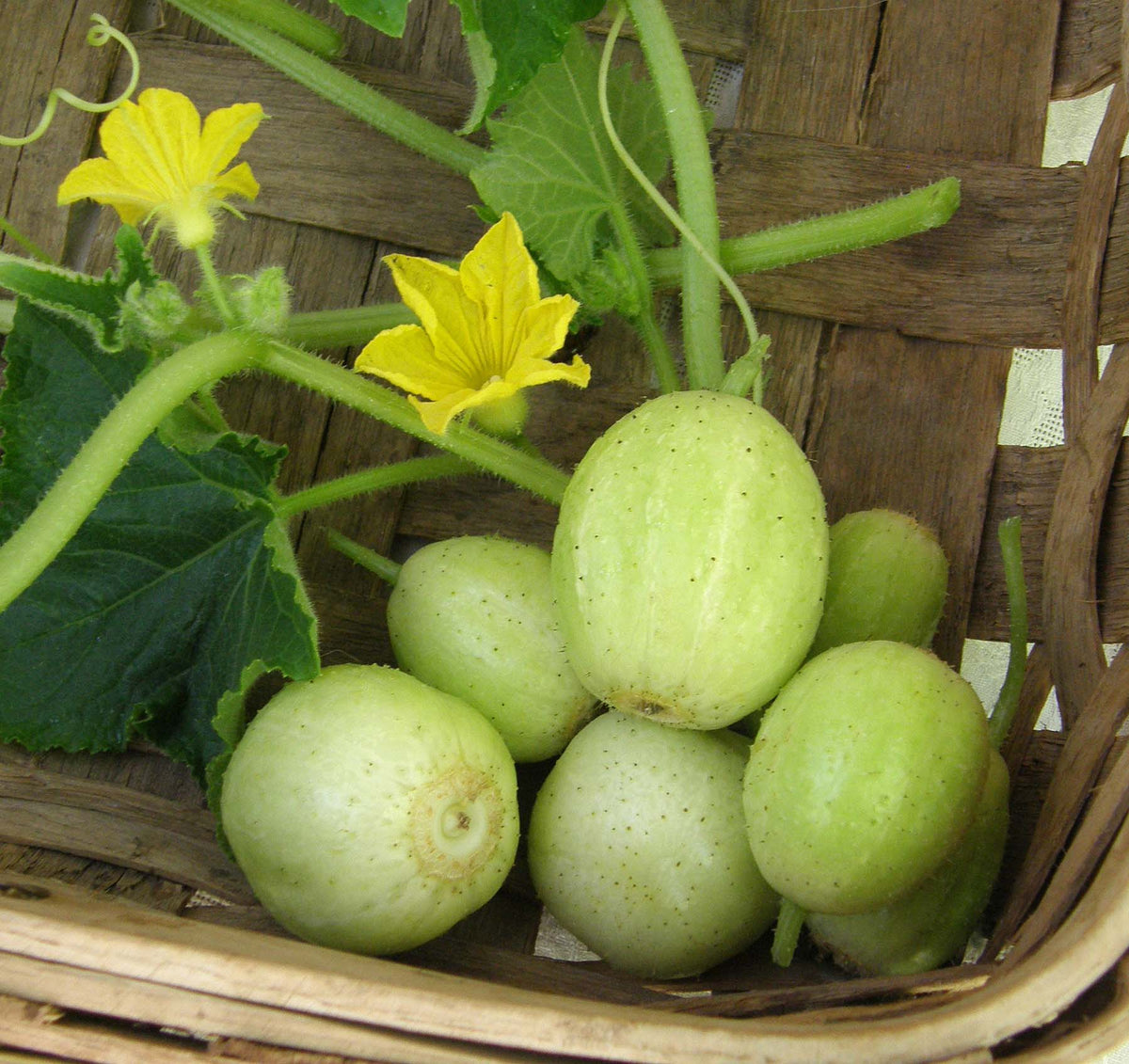 Heirloom Cucumbers - Lemon Cucumbers