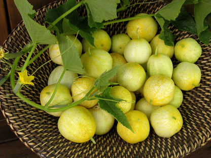 Heirloom Cucumbers - Lemon Cucumbers