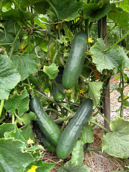 Heirloom Slicing Cucumber - Patty’s Marketmore Organic