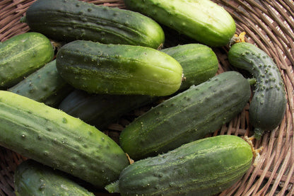Pickling Cucumber - Bohemia