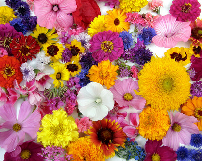 Scatter Gardens - Endless Bouquets Cut Flower Garden