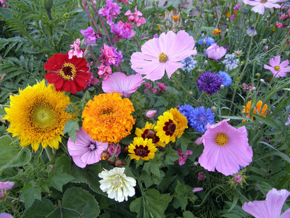 Scatter Gardens - Endless Bouquets Cut Flower Garden