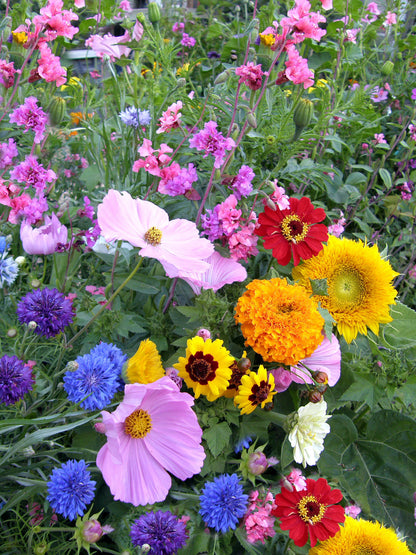 Scatter Gardens - Endless Bouquets Cut Flower Garden
