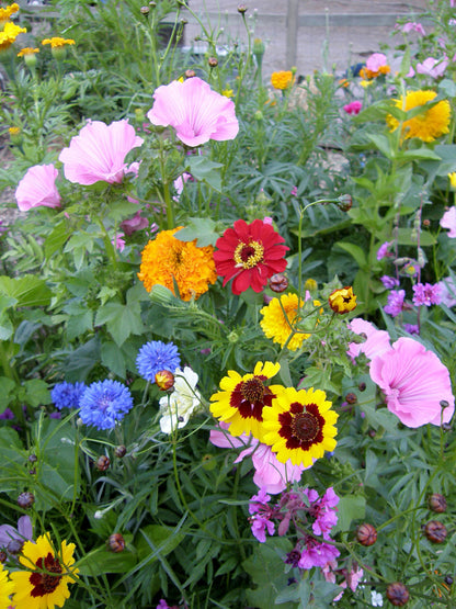 Scatter Gardens - Endless Bouquets Cut Flower Garden